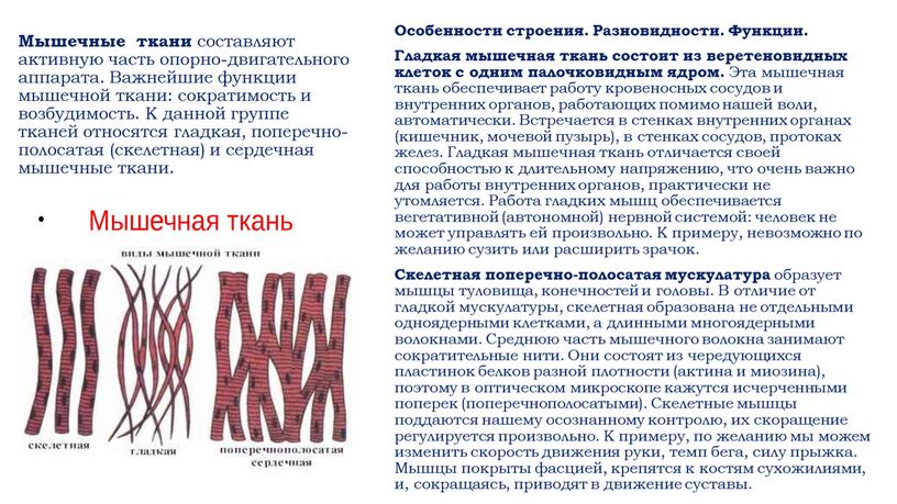 Мышечные ткани составляют активную часть опорно-двигательного аппарата