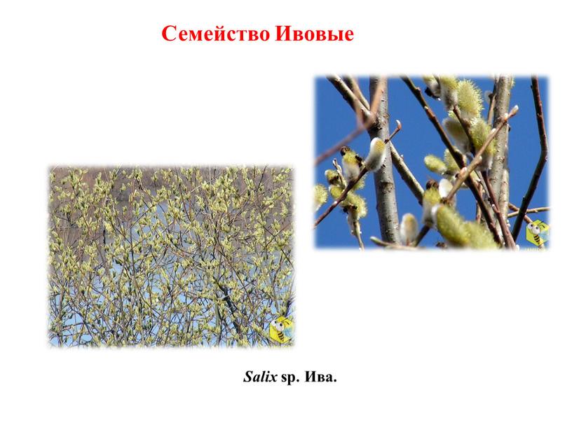 Salix sp. Ива. Семейство Ивовые