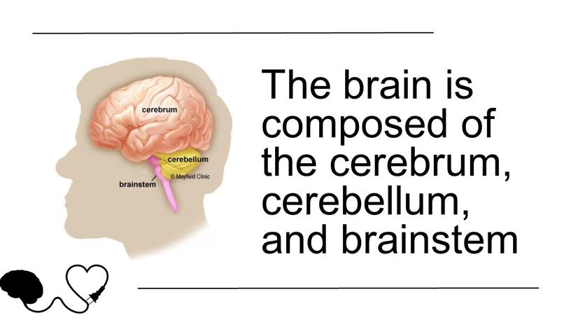 The brain is composed of the cerebrum, cerebellum, and brainstem