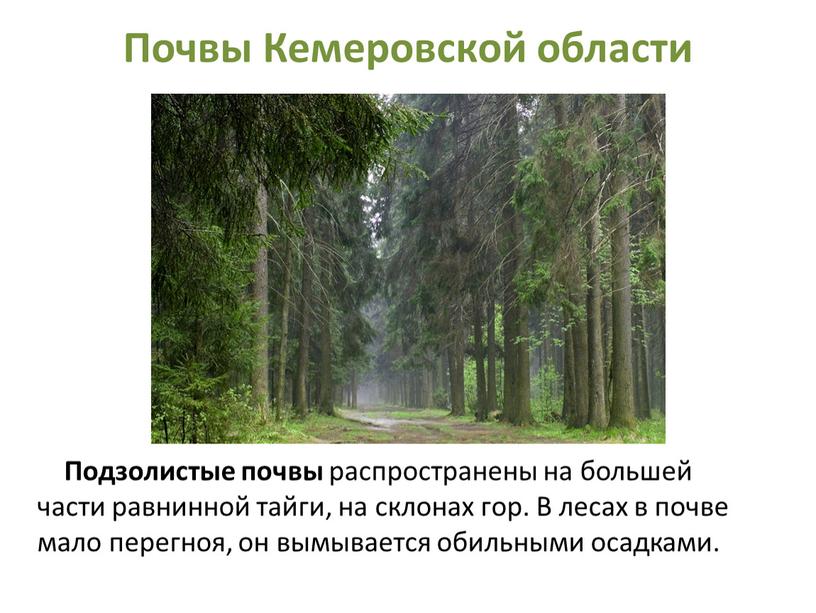 Почвы Кемеровской области Подзолистые почвы распространены на большей части равнинной тайги, на склонах гор