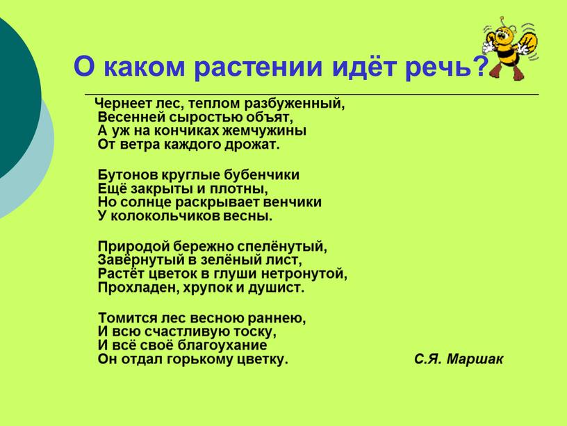 О каком растении идёт речь? Чернеет лес, теплом разбуженный,