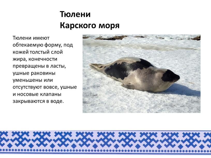 Тюлени Карского моря Тюлени имеют обтекаемую форму, под кожей толстый слой жира, конечности превращены в ласты, ушные раковины уменьшены или отсутствуют вовсе, ушные и носовые…