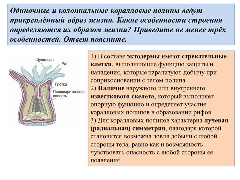 Одиночные и колониальные коралловые полипы ведут прикреплённый образ жизни