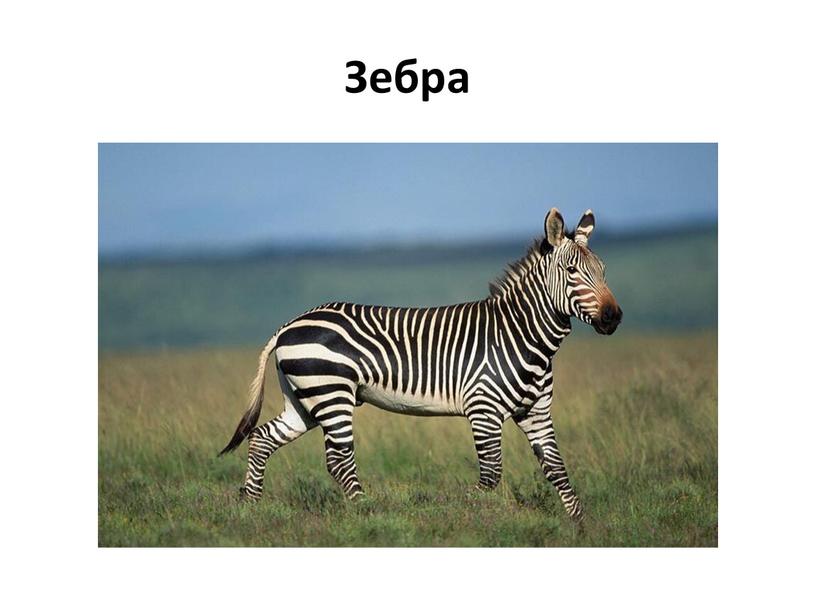 Зебра