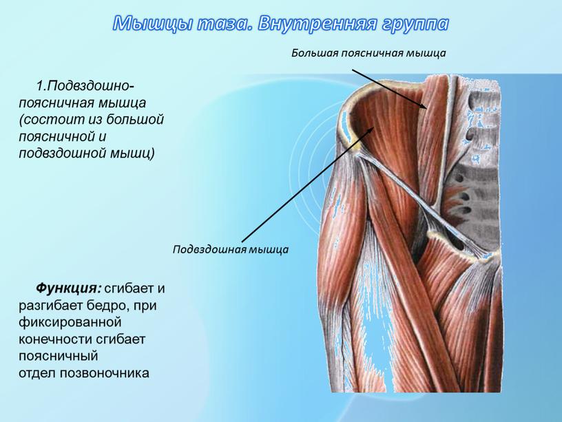 Мышцы таза. Внутренняя группа 1