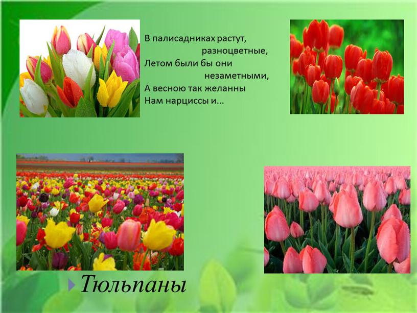 Тюльпаны В палисадниках растут, разноцветные,