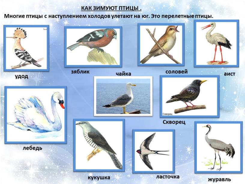 КАК ЗИМУЮТ ПТИЦЫ . Многие птицы с наступлением холодов улетают на юг