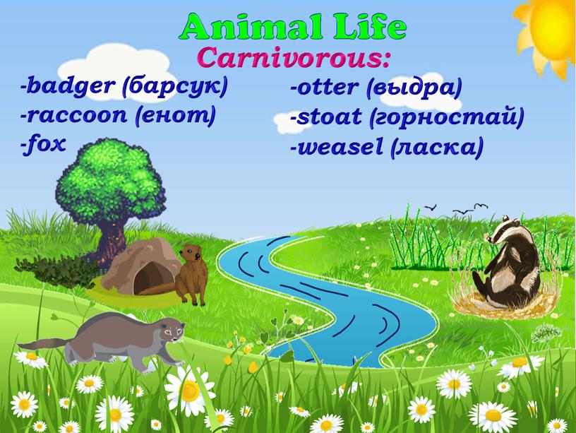 Animal Life -badger (барсук) -raccoon (енот) -fox -otter (выдра) -stoat (горностай) -weasel (ласка)