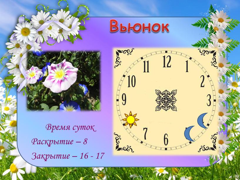 Вьюнок Время суток Раскрытие – 8