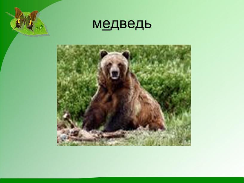 медведь