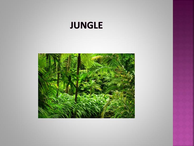 jungle