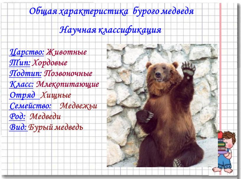 Общая характеристика бурого медведя