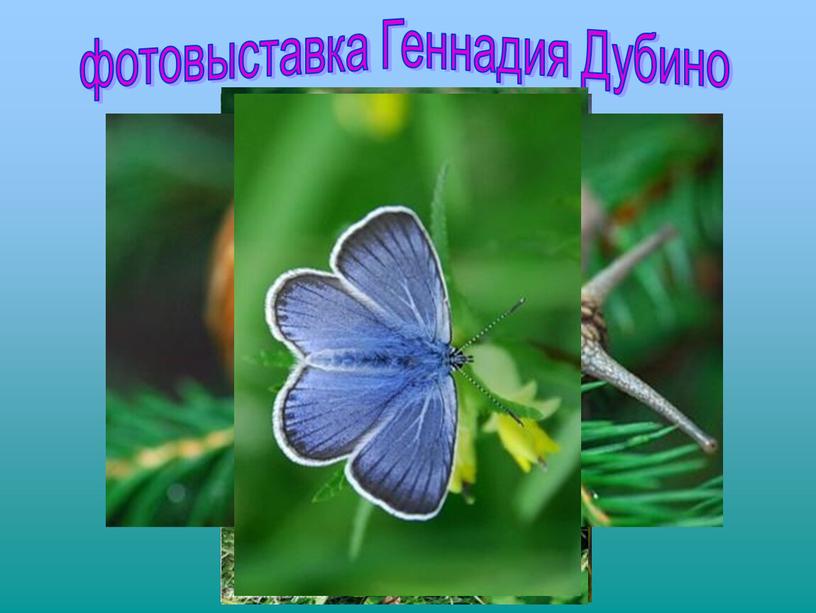 фотовыставка Геннадия Дубино