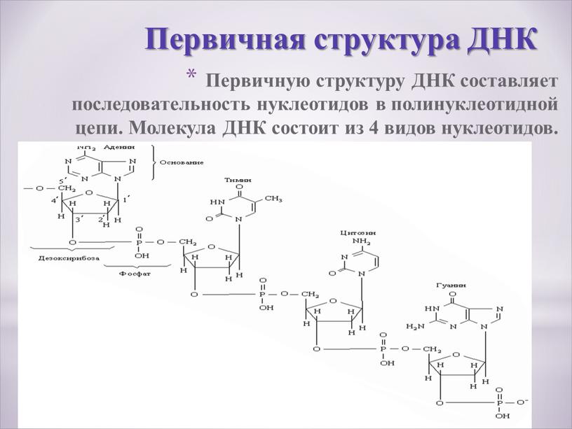 Первичную структуру ДНК составляет последовательность нуклеотидов в полинуклеотидной цепи