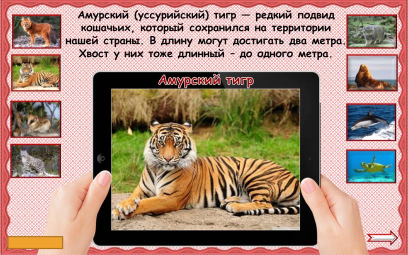 Амурский тигр Амурский (уссурийский) тигр — редкий подвид кошачьих, который сохранился на территории нашей страны