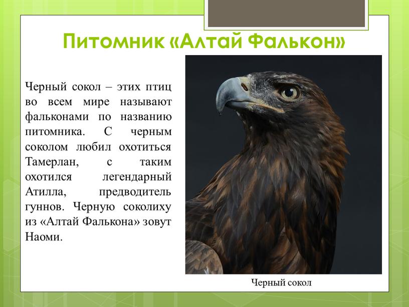 Питомник «Алтай Фалькон» Черный сокол – этих птиц во всем мире называют фальконами по названию питомника