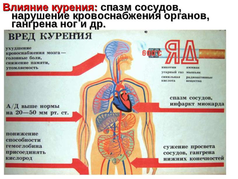 Презентация "Морфологические особенности эритроцитов при курении"