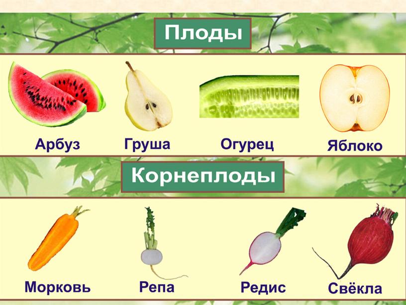 Окружающий мир "Части растений"