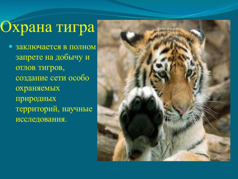 Охрана тигра заключается в полном запрете на добычу и отлов тигров, создание сети особо охраняемых природных территорий, научные исследования