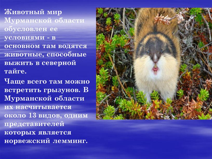 Животный мир Мурманской области обусловлен ее условиями - в основном там водятся животные, способные выжить в северной тайге
