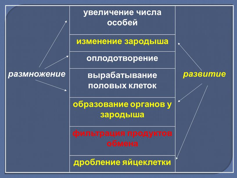 размножение увеличение числа особей развитие изменение зародыша оплодотворение вырабатывание половых клеток образование органов у зародыша фильтрация продуктов обмена дробление яйцеклетки