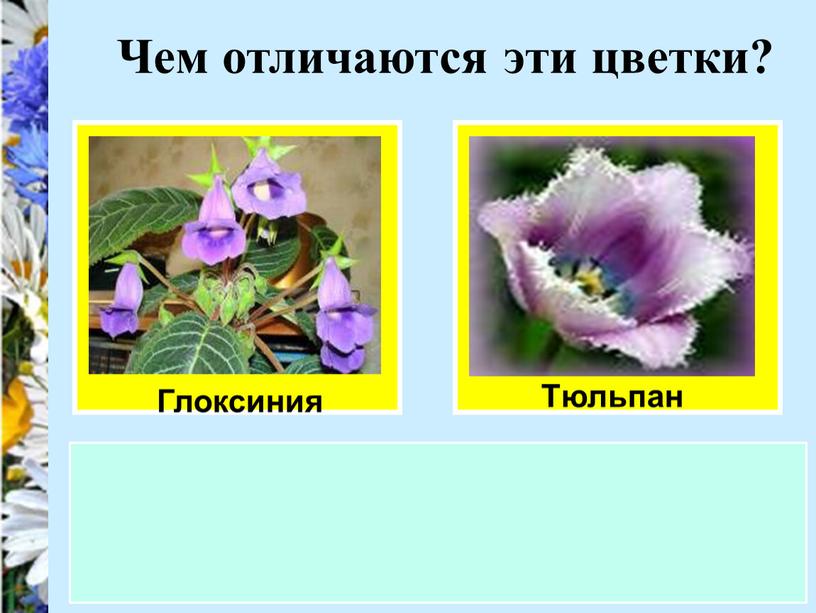Чем отличаются эти цветки? Глоксиния