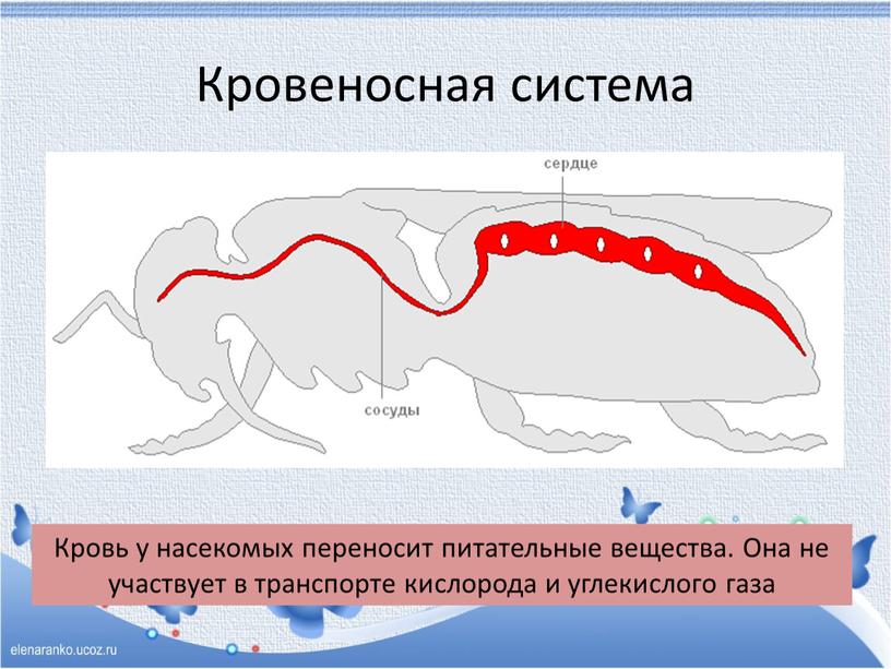 Кровеносная система Кровь у насекомых переносит питательные вещества