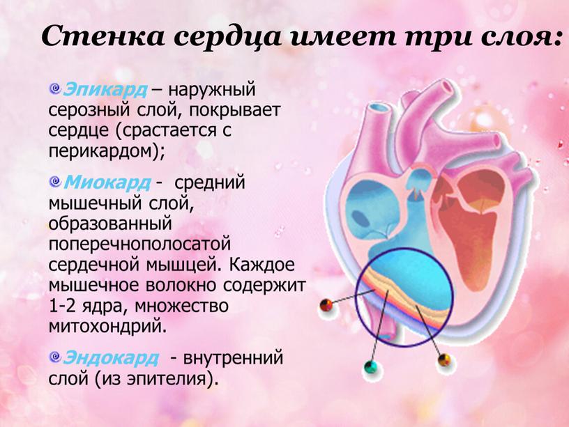 Стенка сердца имеет три слоя: Эпикард – наружный серозный слой, покрывает сердце (срастается с перикардом);