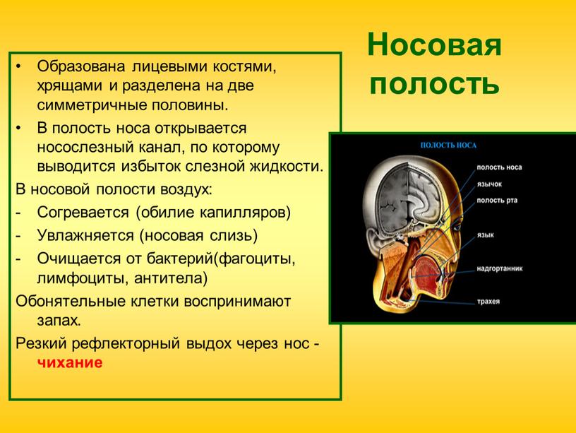 Носовая полость Образована лицевыми костями, хрящами и разделена на две симметричные половины