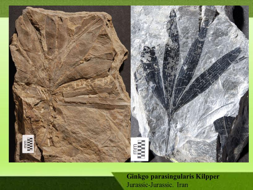 Ginkgo parasingularis Kilpper Jurassic-Jurassic