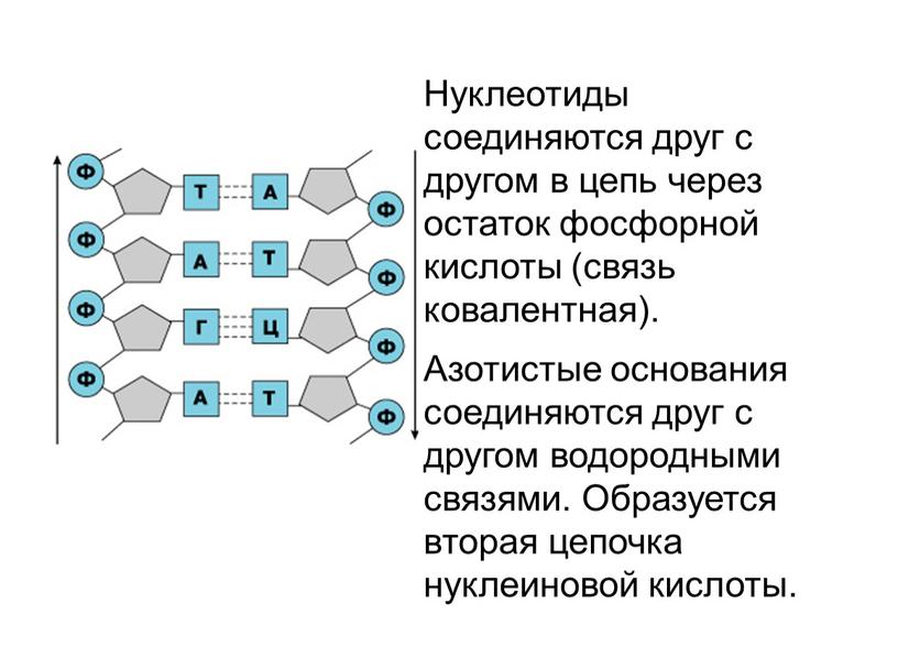 Нуклеотиды соединяются друг с другом в цепь через остаток фосфорной кислоты (связь ковалентная)