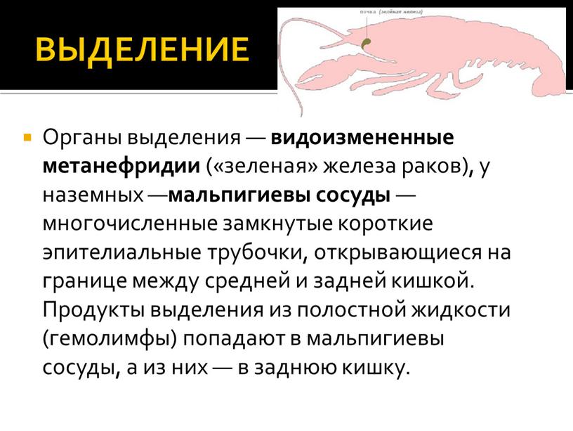 ВЫДЕЛЕНИЕ Органы выделения — видоизмененные метанефридии («зеленая» железа раков), у наземных — мальпигиевы сосуды — многочисленные замкнутые короткие эпителиальные трубочки, открывающиеся на границе между средней…