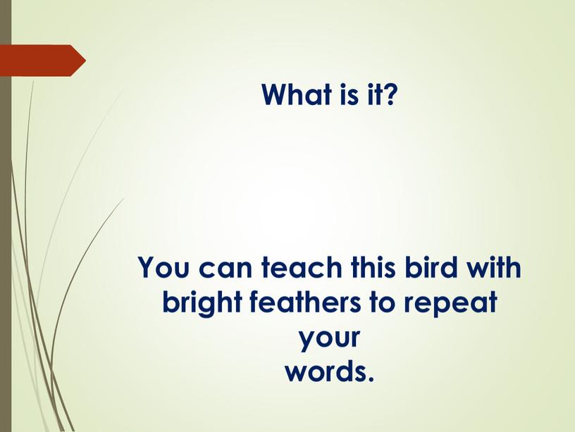 What is it? You can teach this bird with bright feathers to repeat your words