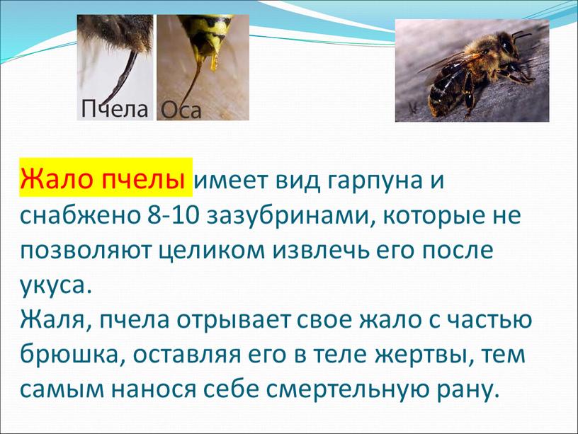 Жало пчелы имеет вид гарпуна и снабжено 8-10 зазубринами, которые не позволяют целиком извлечь его после укуса