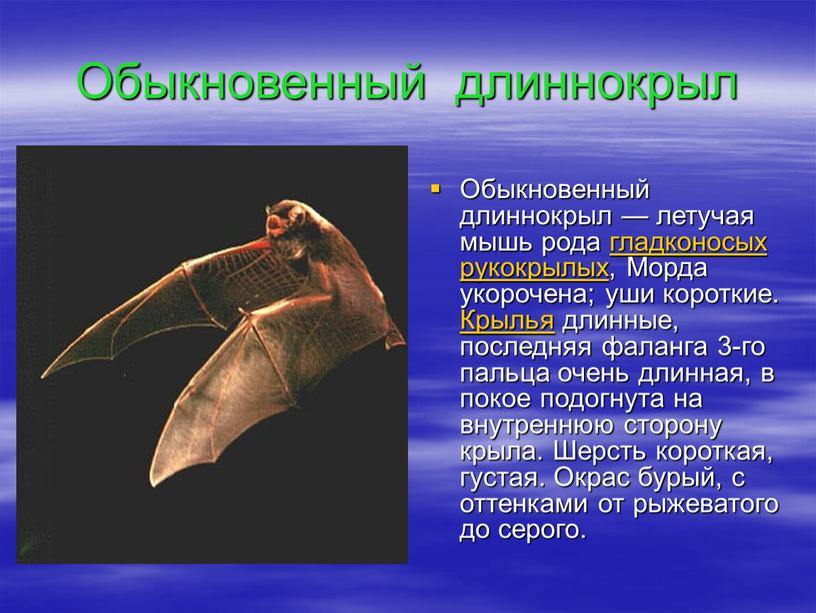 Обыкновенный длиннокрыл Обыкновенный длиннокрыл — летучая мышь рода гладконосых рукокрылых,