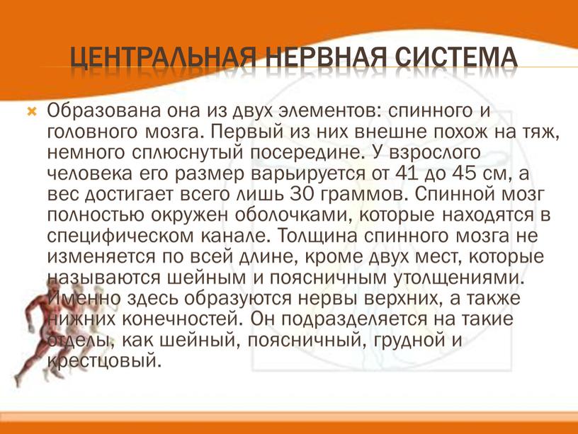 Центральная нервная система Образована она из двух элементов: спинного и головного мозга