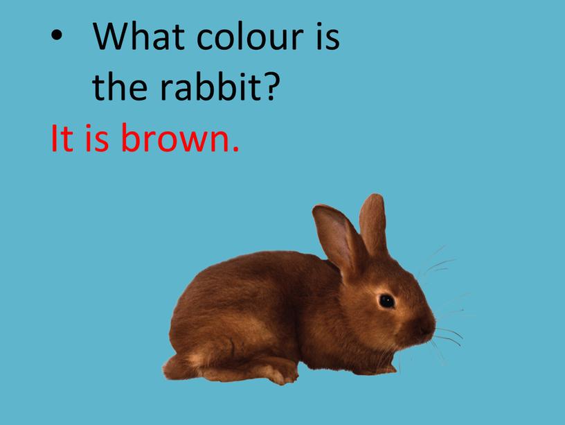 What colour is the rabbit? It is brown