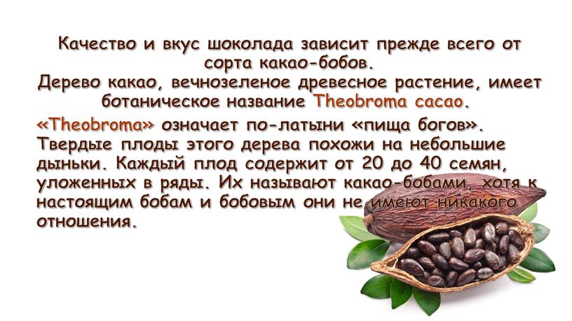 Качество и вкус шоколада зависит прежде всего от сорта какао-бобов