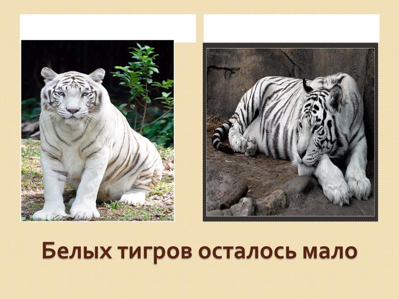 Белых тигров осталось мало