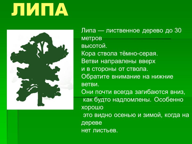 ЛИПА Липа — лиственное дерево до 30 метров высотой