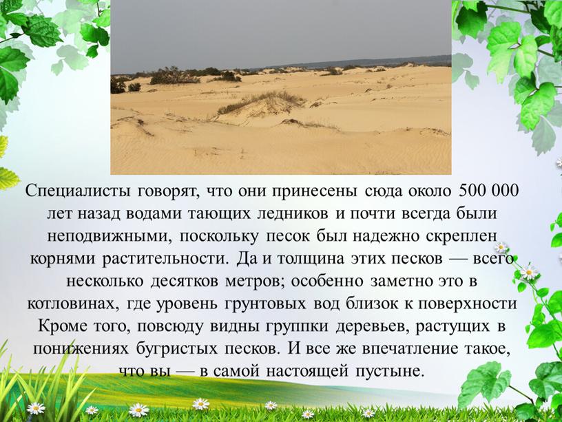 Специалисты говорят, что они принесены сюда около 500 000 лет назад водами тающих ледников и почти всегда были неподвижными, поскольку песок был надежно скреплен корнями…