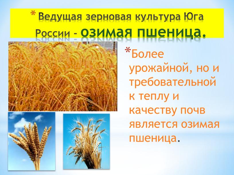 Ведущая зерновая культура Юга России - озимая пшеница