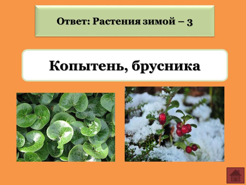 Ответ: Растения зимой – 3 Копытень, брусника