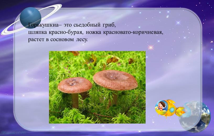 Горькушкиа– это сьедобный гриб, шляпка красно-бурая, ножка красновато-коричневая, растет в сосновом лесу