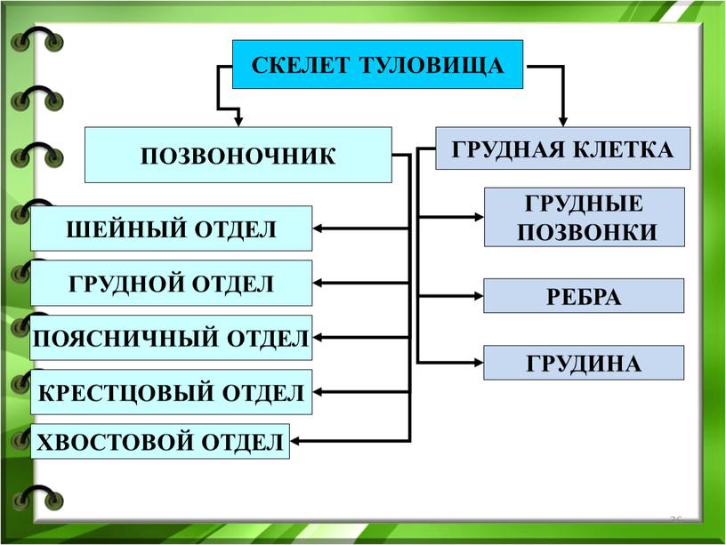 ПОЗВОНОЧНИК ГРУДНАЯ КЛЕТКА ШЕЙНЫЙ