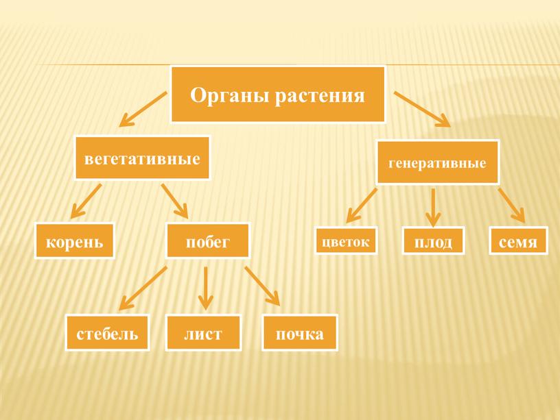 Органы растения вегетативные генеративные корень побег цветок плод семя стебель лист почка