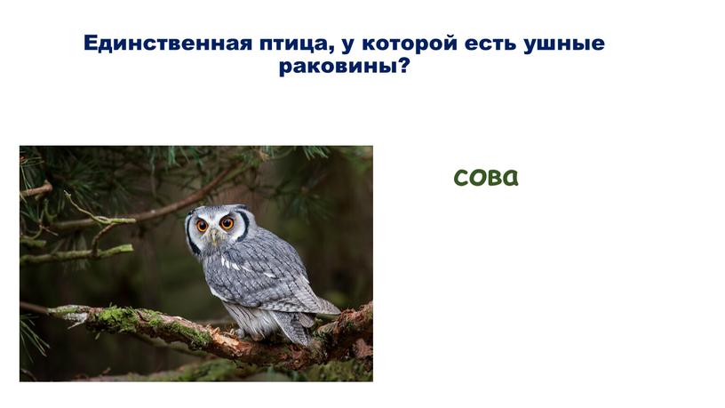 Единственная птица, у которой есть ушные раковины? сова