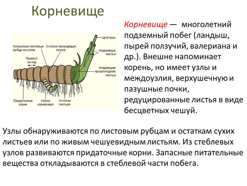 Корневище — многолетний подземный побег (ландыш, пырей ползучий, валериана и др