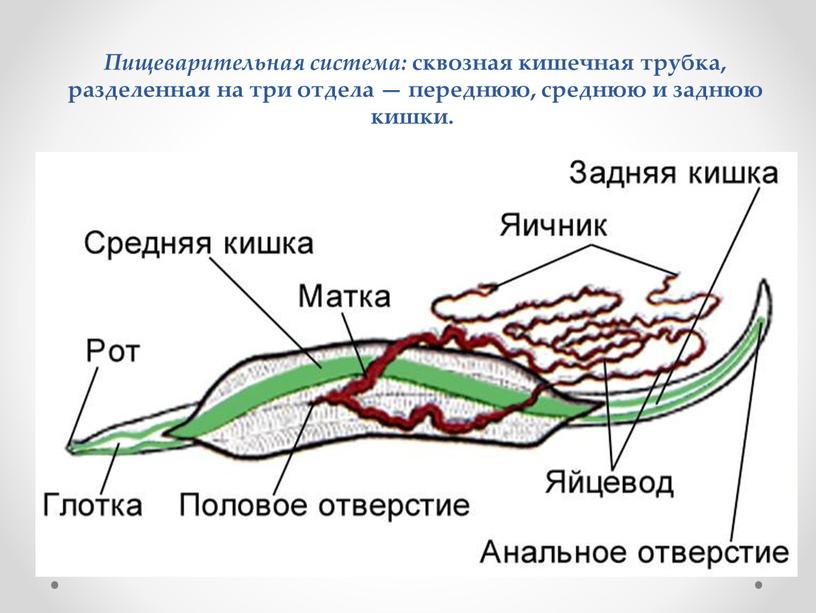 Пищеварительная система: сквозная кишечная трубка, разделенная на три отдела — переднюю, среднюю и заднюю кишки