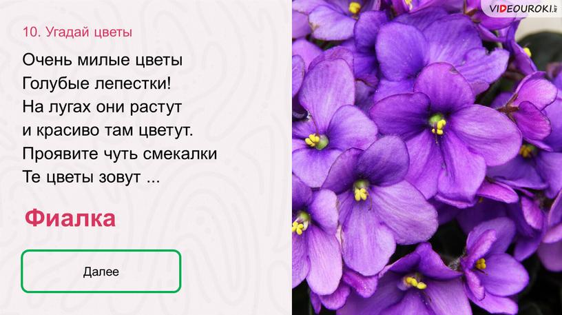 Фиалка Очень милые цветы Голубые лепестки!